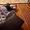 dog, black_and_white, sleeping, lying_down, blanket, plush_toy, home, indoor, hardwood_floor, rug, ottoman, furniture, cozy, resting, pet, animal, warm_lighting, floor, relaxed, nap