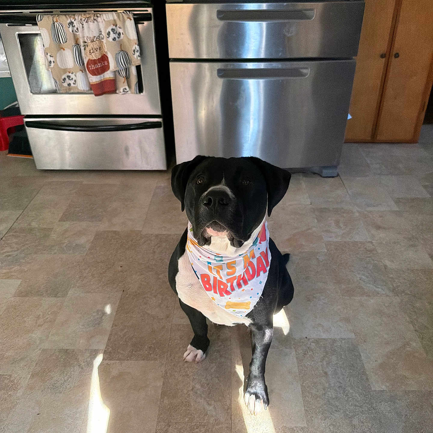 Dinozzo joined the competition — help win amazing prizes! dog, birthday, bandana, black_and_white, sitting, kitchen, appliances, refrigerator, oven, floor, indoor, pet, canine, portrait, front_facing, serious, white_chest, black_fur, sunlight, home