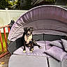 Dinozzo joined the competition — help win amazing prizes! dog, black_and_white_dog, pet, animal, sitting, outdoor, patio, sofa, cushions, lavender, backyard, fence, house, deck, garden, trees, leaves, portrait, collar, daylight