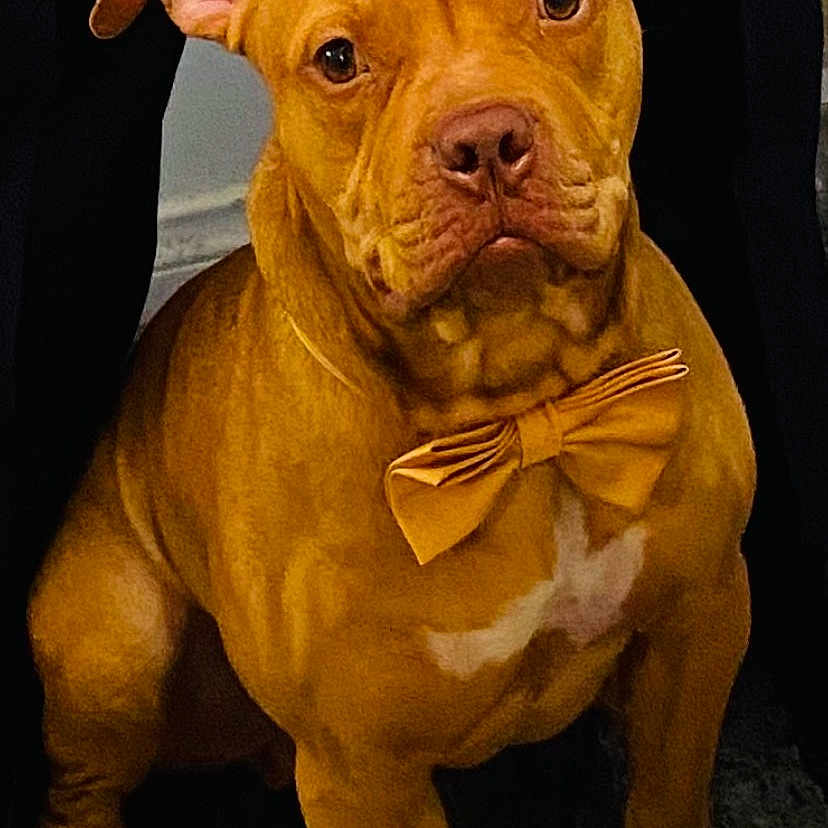 Bruce is registered to the contest to win money with this photo: dog, brown_dog, bow_tie, pet, animal, canine, sitting, portrait, indoor, fur, ears, eyes, nose, paw, cute, alert, looking_at_camera, collar, mammal, domestic_animal