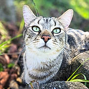 Mochi is registered to the contest to win money with this photo: animal, cat, close_up, curious, daylight, ears, focus, fur, grass, green_eyes, mammal, nature, outdoor, pet, portrait, relaxed, rock, tabby, whiskers, wildlife