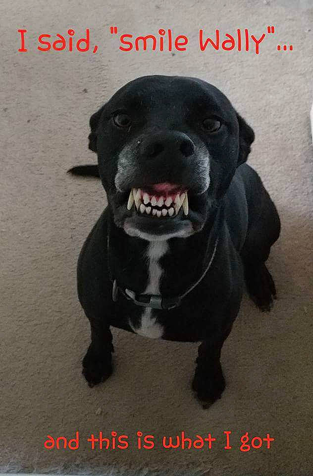 Wally is registered to the contest to win money with this photo: american_pit_bull_terrier, american_staffordshire_terrier, bandog, canidae, carnivore, companion_dog, dog, dog_breed, non_sporting_group, nose, photo_caption, pit_bull, puppy, snout, sporting_group, staffordshire_bull_terrier, tail, terrier