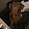 Brandy Marie is registered to the contest to win money with this photo: alert, animal, black_couch, blanket, brown_dog, canine, chocolate_labrador, companion, couch, cute, dog, domestic_animal, fur, household, indoor, labrador_retriever, looking_up, pet, pillow, sitting