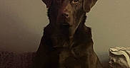 Brandy Marie is registered to the contest to win money with this photo: animal, brown_dog, cables, calm, canine, companion, cozy, cushion, dog, domestic, furniture, household, indoor, pet, portrait, quiet, resting, shadow, sitting, wall