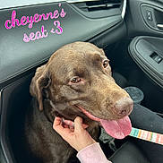 Brandy Marie is registered to the contest to win money with this photo: air_vent, car, car_interior, chocolate, clothing, dashboard, dog, door, hand, happy, labrador, leash, person, personalized, pet, pink_sleeve, seat, text_overlay, tongue_out, window