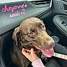 air_vent, car, car_interior, chocolate, clothing, dashboard, dog, door, hand, happy, labrador, leash, person, personalized, pet, pink_sleeve, seat, text_overlay, tongue_out, window
