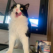 Zara participe au concours pour gagner de l'argent avec cette photo : cat, black_and_white_cat, licking_lips, kitchen, countertop, cat_food, felix_soup, window, closed_blinds, indoor, pet, feline, curious, food_package, tongue_out, domestic_cat, fur, whiskers, playful, curious_look