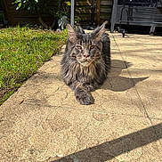 Walter participe au concours pour gagner de l'argent avec cette photo : animal, cat, daylight, domestic_cat, flare, furniture, garden, grass, greenery, long_hair, mammal, nature, outdoor, patio, pet, relaxed, resting, shadow, stone_tiles, sunlight