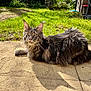 Walter a rejoint le concours — aidez-le/la à gagner de superbes lots ! alert, animal, cat, cute, daylight, ears, feline, fluffy_fur, garden, grass, maine_coon, nature, outdoor, patio, pet, relaxed, resting, shadow, sunlight, whiskers