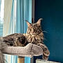 Walter a rejoint le concours — aidez-le/la à gagner de superbes lots ! animal, blue_wall, cat, cat_perch, curtain, domestic_cat, feline, fluffy, furry, indoor, long_tail, maine_coon, mammal, pet, portrait, relaxed, resting, soft_light, whiskers, window
