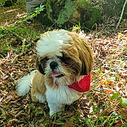 Pacha participe au concours pour gagner de l'argent avec cette photo : dog, forest, leaves, grass, sunlight, bandana, outdoor, nature, pet, moss, person, rock, panting, brown, white, fluffy, sitting, scenery, daylight, relaxation