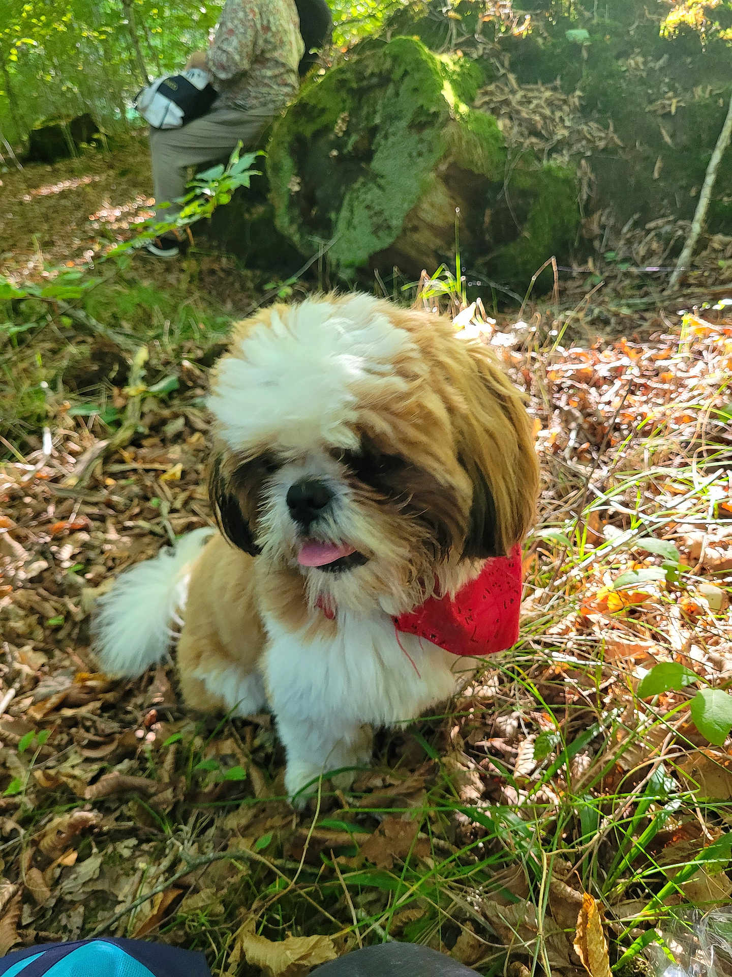Pacha participe au concours pour gagner de l'argent avec cette photo : dog, forest, leaves, grass, sunlight, bandana, outdoor, nature, pet, moss, person, rock, panting, brown, white, fluffy, sitting, scenery, daylight, relaxation