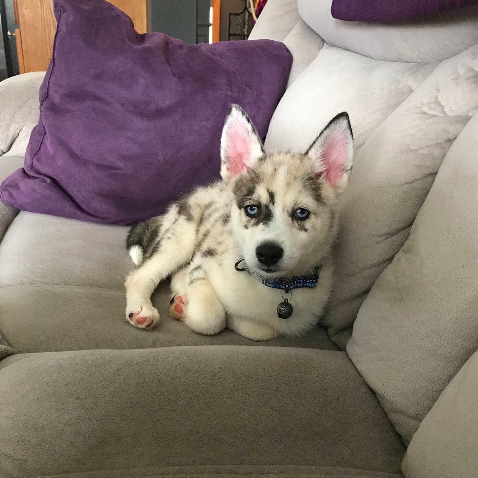 Zion joined the competition — help win amazing prizes! alaskan_klee_kai, alaskan_malamute, canidae, carnivore, companion_dog, couch, dog, dog_breed, mammal, northern_inuit_dog, norwegian_lundehund, pembroke_welsh_corgi, puppy, rare_breed_dog, siberian_husky, sporting_group, swedish_vallhund, vertebrate, welsh_corgi, wolfdog
