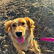 Winnie is registered to the contest to win money with this photo: dog, golden_retriever, leash, outdoor, grass, sunlight, pet, animal, happy, tongue_out, ears, canine, nature, smiling, close_up, walking, playful, daylight, friendly, fur