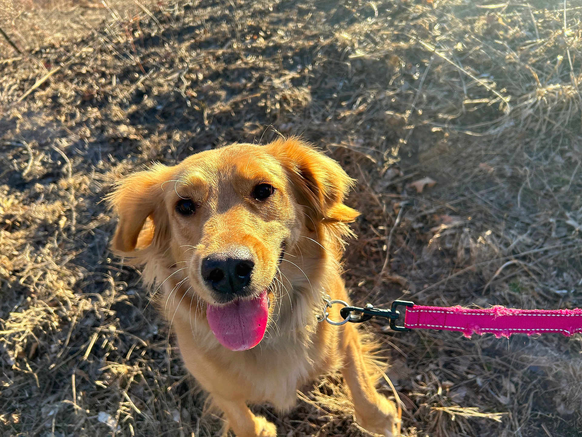 Winnie is registered to the contest to win money with this photo: dog, golden_retriever, leash, outdoor, grass, sunlight, pet, animal, happy, tongue_out, ears, canine, nature, smiling, close_up, walking, playful, daylight, friendly, fur