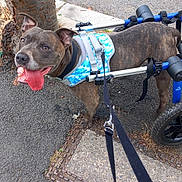 Fagin joined the competition — help win amazing prizes! animal, brindle_coat, canine, dog, dog_walking, happy, harness, leash, mobility_aid, outdoor, pavement, pet, sidewalk, street, support_device, tongue_out, tree, urban, walking, wheelchair