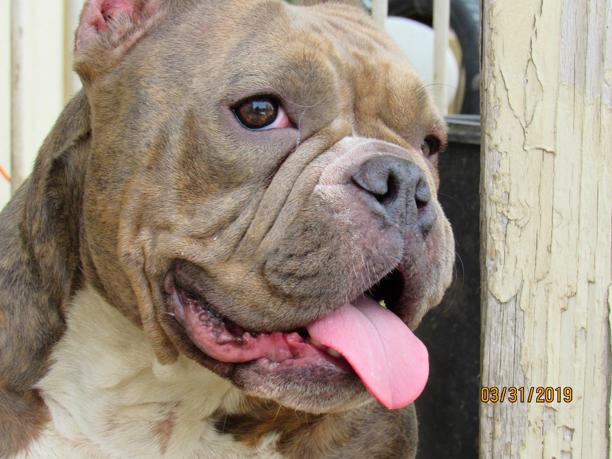 Fiona is registered to the contest to win money with this photo: ancient_dog_breeds, australian_bulldog, british_bulldogs, bulldog, canidae, carnivore, companion_dog, dog, dog_breed, mammal, non_sporting_group, nose, old_english_bulldog, olde_english_bulldogge, rare_breed_dog, skin, snout, toy_bulldog, valley_bulldog, vertebrate