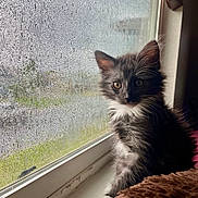 Salem is registered to the contest to win money with this photo: animal, brown_blanket, cat, curious, cute, domestic, furry, gazing, gray_fur, indoor, kitten, pet, rain, rain_drops, sitting, soft_light, whiskers, white_fur, window, young