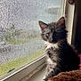 animal, brown_blanket, cat, curious, cute, domestic, furry, gazing, gray_fur, indoor, kitten, pet, rain, rain_drops, sitting, soft_light, whiskers, white_fur, window, young