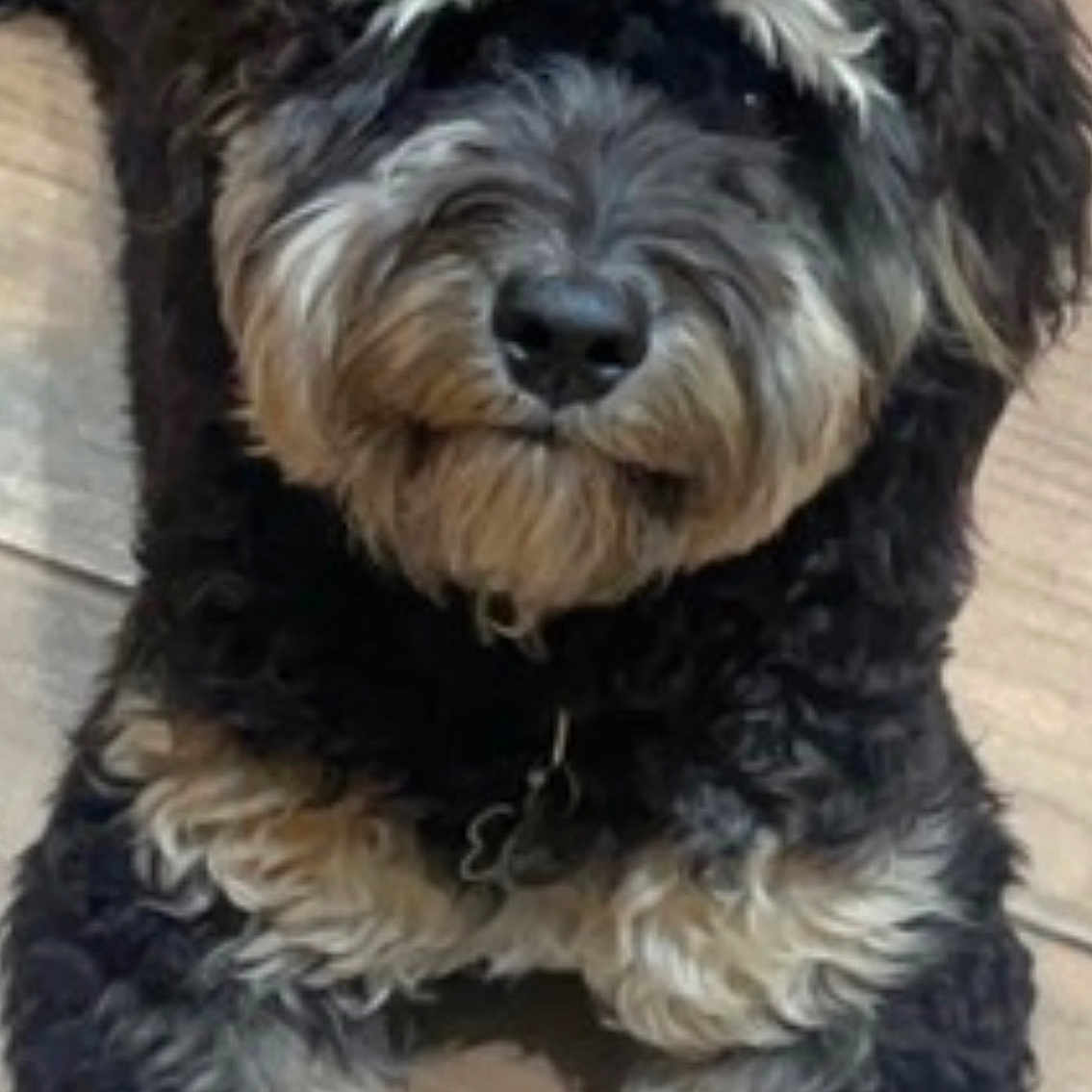 Charlie joined the competition — help win amazing prizes! adorable, animal, black_and_white, canine, close_up, companion, curly_fur, cute, dog, domestic_animal, fluffy, friendly, fur_texture, indoor, looking_up, lying_down, paw, pet, relaxed, wooden_floor