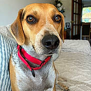 Bobby joined the competition — help win amazing prizes! dog, red_collar, close_up, couch, blanket, striped_pillow, indoor, pet, animal, brown_fur, white_fur, ears, nose, whiskers, furniture, door, window, home, living_room, quiet