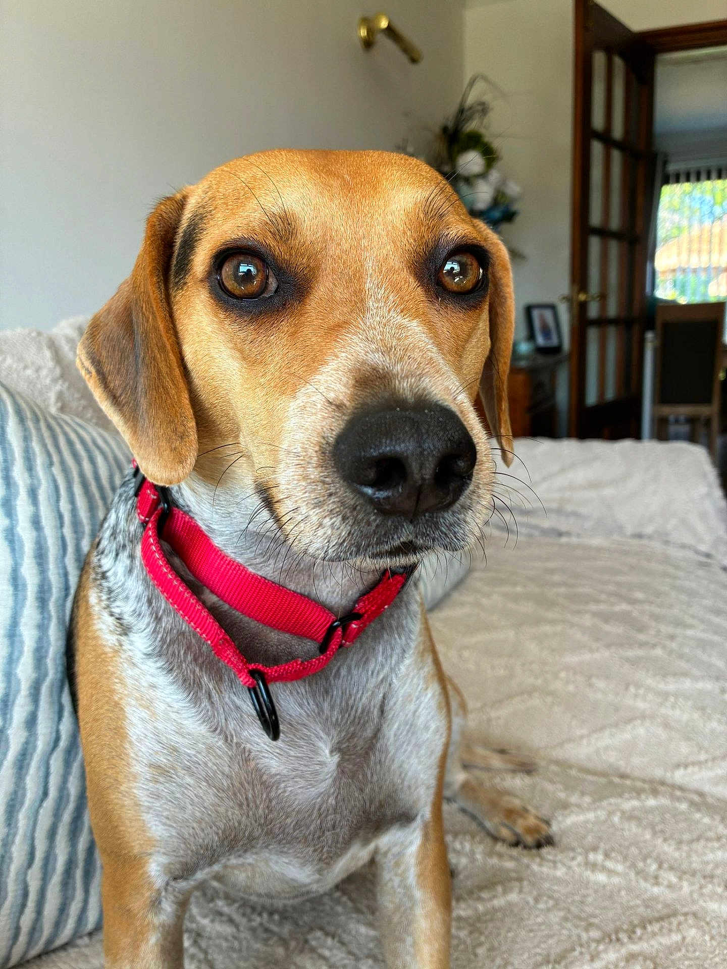 Bobby joined the competition — help win amazing prizes! dog, red_collar, close_up, couch, blanket, striped_pillow, indoor, pet, animal, brown_fur, white_fur, ears, nose, whiskers, furniture, door, window, home, living_room, quiet