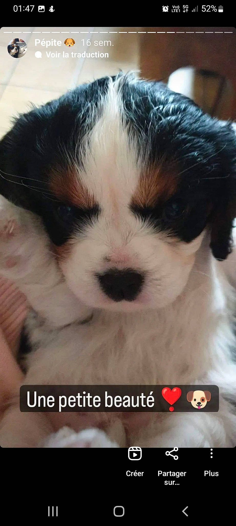 Pépite a rejoint le concours — aidez-le/la à gagner de superbes lots ! ancient_dog_breeds, canidae, carnivore, companion_dog, dog, dog_breed, font, fur, non_sporting_group, photo_caption, photography, puppy, puppy_love, snout, sporting_group, toy_dog, whiskers, working_animal, working_dog