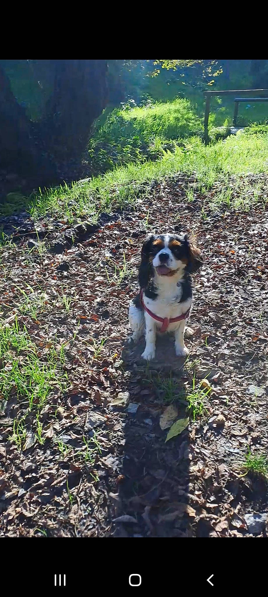 Pépite a rejoint le concours — aidez-le/la à gagner de superbes lots ! adventure, canidae, carnivore, companion_dog, dog, dog_breed, fawn, forest, garden, grass, landscape, natural_landscape, plant, snout, soil, sporting_group, tail, tree, working_animal, working_dog