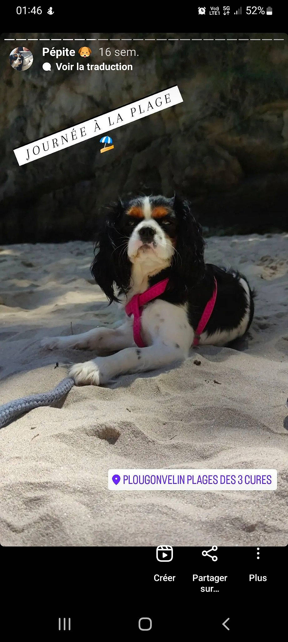 Pépite a rejoint le concours — aidez-le/la à gagner de superbes lots ! advertising, asphalt, beach, canidae, carnivore, cavalier_king_charles_spaniel, collar, companion_dog, dog, dog_breed, dog_collar, dog_supply, fur, giant_dog_breed, paw, pet_supply, snout, spaniel, sporting_group, working_dog