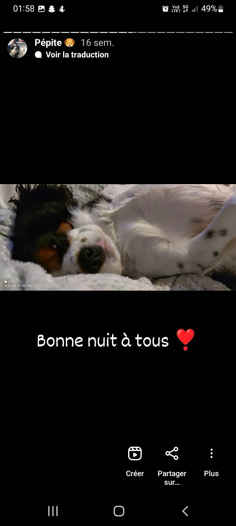 Pépite participe au concours pour gagner de l'argent avec cette photo : advertising, brand, carnivore, companion_dog, darkness, dog, dog_breed, font, fur, photo_caption, sky, snout, sporting_group, working_animal