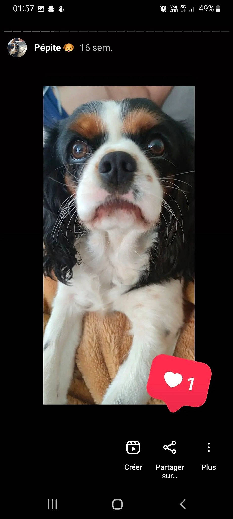 Pépite a rejoint le concours — aidez-le/la à gagner de superbes lots ! ball, canidae, companion_dog, dog, dog_breed, door, fur, logo, malus, non_sporting_group, paw, photo_caption, sporting_group, sports_equipment, toy_dog, whiskers, working_animal, working_dog