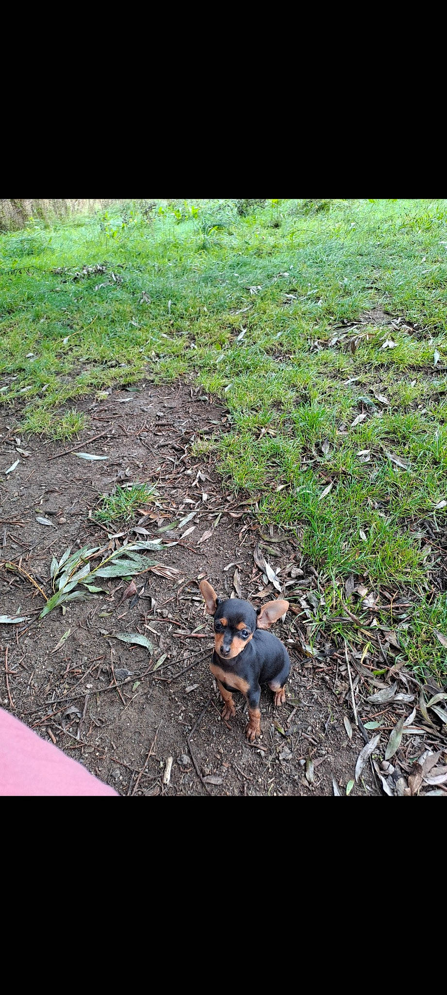 Tiba participe au concours pour gagner de l'argent avec cette photo : asphalt, deciduous, fawn, grass, groundcover, landscape, lawn, people_in_nature, plant, rectangle, road_surface, shadow, soil, tail, terrestrial_animal, terrestrial_plant, tints_and_shades, vegetation, wildlife, wood
