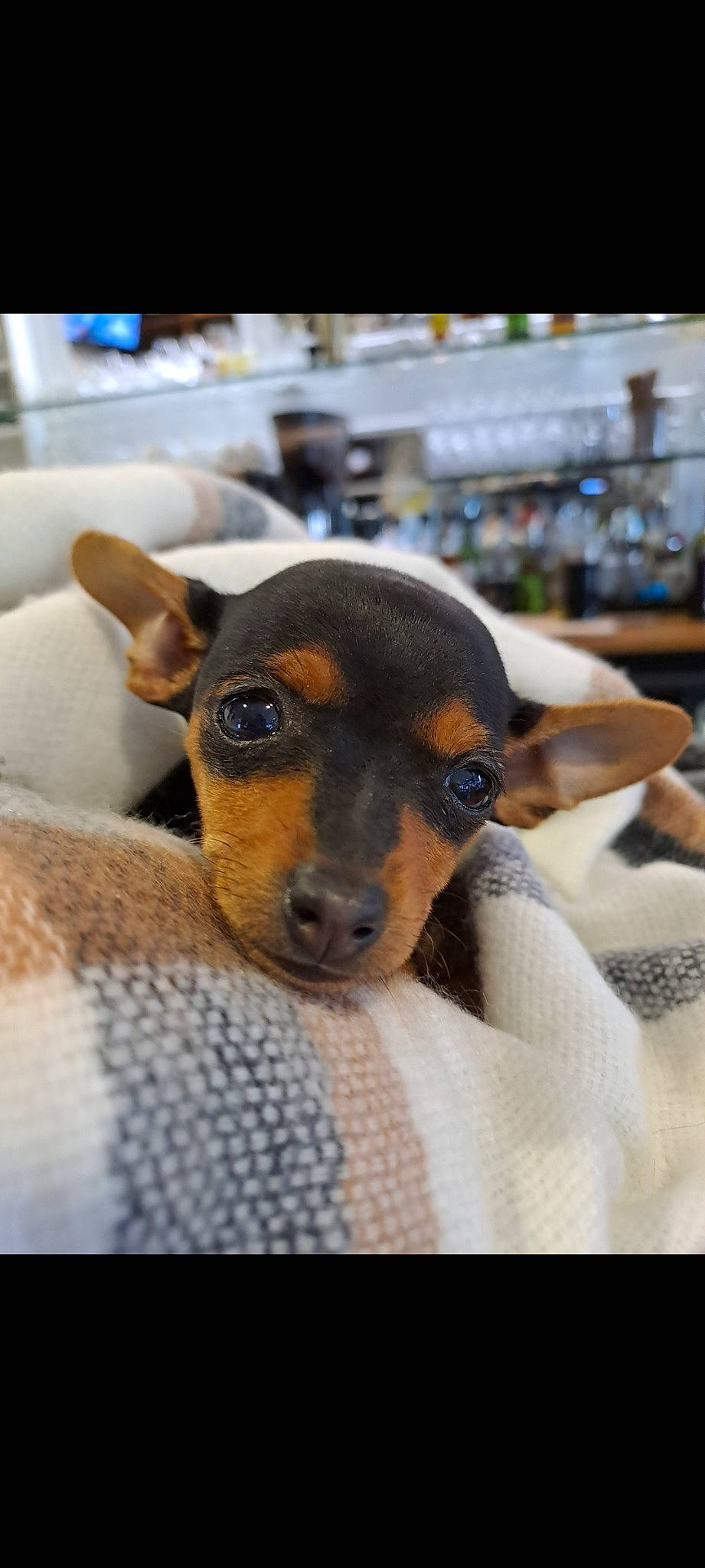 Tiba a rejoint le concours — aidez-le/la à gagner de superbes lots ! canidae, carnivore, comfort, companion_dog, dog, dog_breed, fur, prazsky_krysarik, puppy, sporting_group, terrestrial_animal, toy_dog, whiskers, working_animal