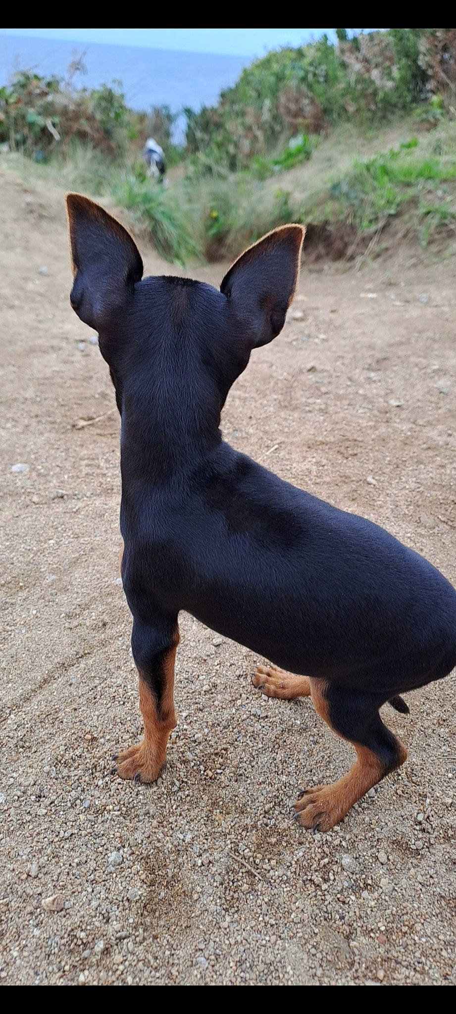 Tiba participe au concours pour gagner de l'argent avec cette photo : carnivore, companion_dog, dog, dog_breed, dog_supply, fawn, foot, non_sporting_group, paw, snout, sporting_group, tail, terrestrial_animal, toy_dog, whiskers, working_animal, working_dog