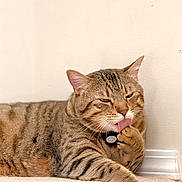 Chico joined the competition — help win amazing prizes! animal, carpet, cat, closeup, collar, cute, ears, feline, fur, grooming, indoor, paw, pet, relaxed, resting, stair, striped, tabby, tongue, whiskers