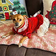 Lucy is registered to the contest to win money with this photo: dog, small_dog, clothing, dress, lace, red_dress, blanket, couch, pillow, holiday, christmas, snowman, tree, decorative_pillow, pet, indoor, cozy, cute, resting, fur