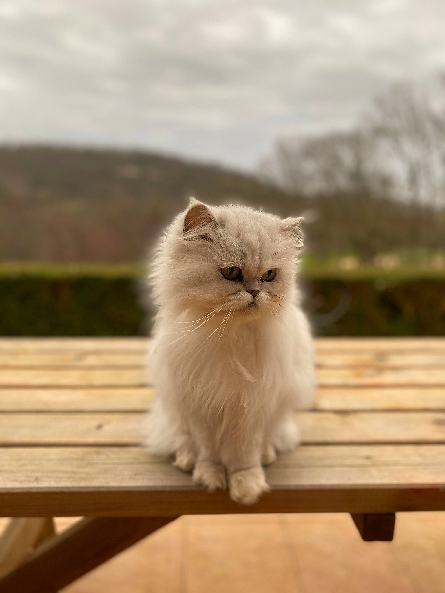 Perle a rejoint le concours — aidez-le/la à gagner de superbes lots ! british_longhair, carnivore, cat, cloud, fawn, felidae, fur, grass, hardwood, outdoor_bench, outdoor_furniture, persian, plant, sky, small_to_medium_sized_cats, snout, tail, tree, whiskers, wood