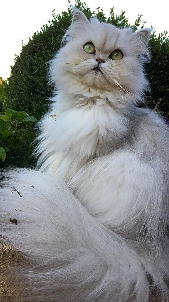 Perle participe au concours pour gagner de l'argent avec cette photo : british_longhair, carnivore, cat, event, eye, fawn, felidae, fur, grass, persian, plant, sky, small_to_medium_sized_cats, snout, terrestrial_animal, tree, whiskers