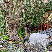 Pythagore a rejoint le concours — aidez-le/la à gagner de superbes lots ! cat, garden, tree, plants, flowers, ladder, outdoor, greenery, bushes, foliage, grass, nature, pet, animal, fur, whiskers, tail, brick, sunlight, daytime