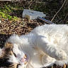 Pythagore participe au concours pour gagner de l'argent avec cette photo : cat, fluffy_cat, outdoor, sunlight, leaves, garden, fence, relaxing, pet, animal, nature, white_cat, tabby, sleepy, closeup, daylight, backyard, flora, resting, cute