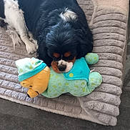 Upy participe au concours pour gagner de l'argent avec cette photo : animal, black_and_white, blanket, comfort, companion, cozy, cute, dog, floor, fur, home, indoor, lying_down, pet, relaxing, resting, sleepy, soft, stuffed_toy, toy
