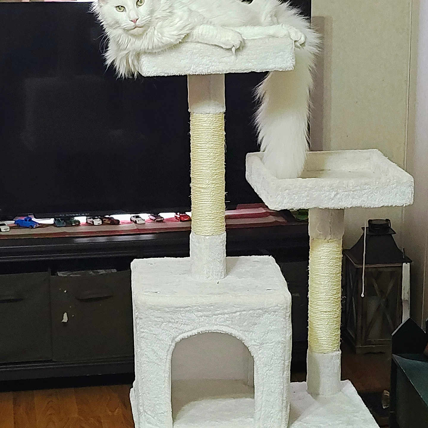 Gracie is registered to the contest to win money with this photo: angora, animal, architecture, building, cat, computerhardware, desk, electronics, furniture, hardware, indoors, kitten, livingroom, monitor, pet, room, screen, shelf, table, wood