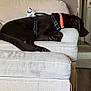 Nikoda joined the competition — help win amazing prizes! dog, labrador, brown_dog, pet, couch, furniture, indoor, home, carpet, quilt, handprint_art, relaxing, sleeping, collar, harness, living_room, wood_floor, pillow, resting, canine