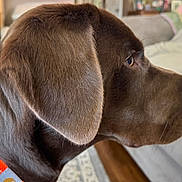 Nikoda is registered to the contest to win money with this photo: dog, chocolate_brown, collar, indoor, pet, side_profile, fur, close_up, canine, domestic_animal, living_room, couch, bookshelf, orange_collar, animal_portrait, attention, household, companion, mammal, pet_accessory