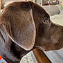 dog, chocolate_brown, collar, indoor, pet, side_profile, fur, close_up, canine, domestic_animal, living_room, couch, bookshelf, orange_collar, animal_portrait, attention, household, companion, mammal, pet_accessory