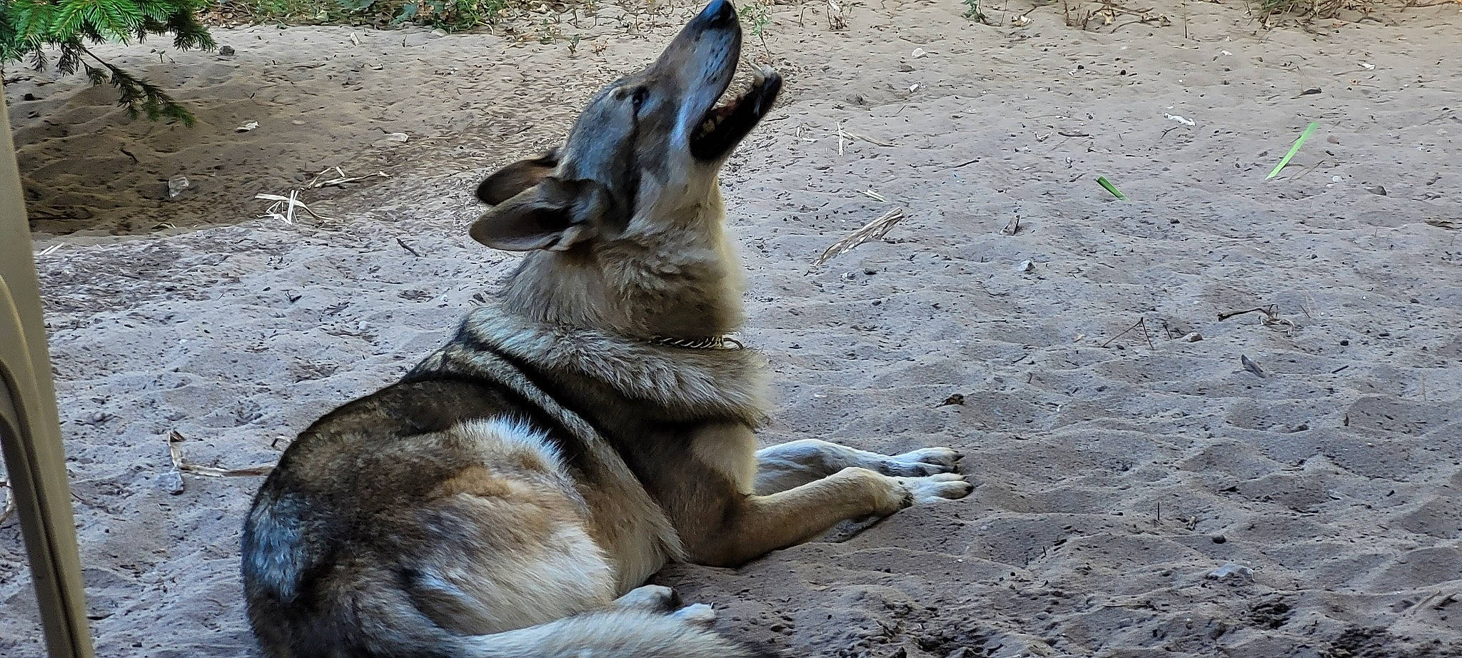 Seïko participe au concours pour gagner de l'argent avec cette photo : canidae, dog_breed, fawn, fur, kangaroo, macropodidae, marsupial, paw, snout, soil, tail, terrestrial_animal, zoo