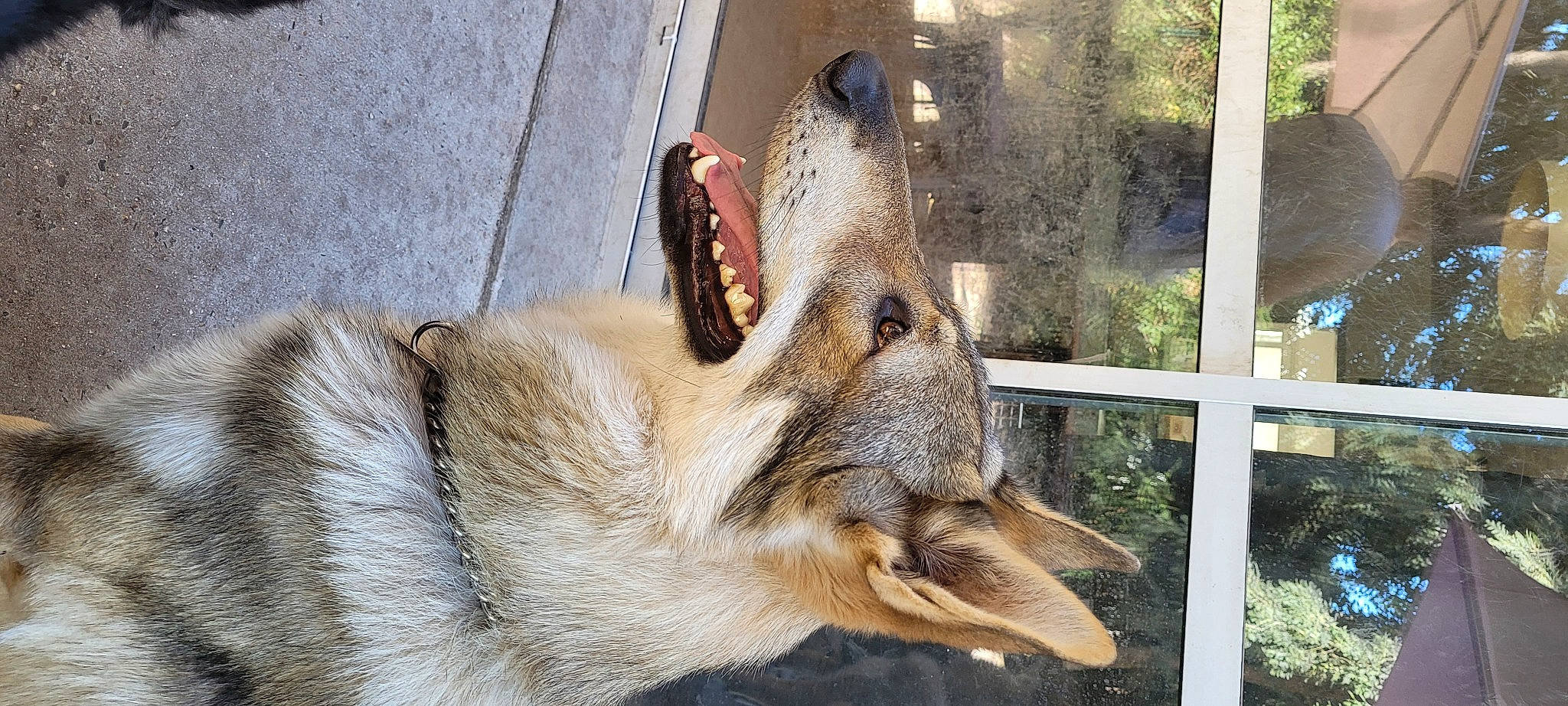 Seïko a rejoint le concours — aidez-le/la à gagner de superbes lots ! canidae, canis, carnivore, claw, companion_dog, dog, dog_breed, fang, fawn, foot, fur, paw, pet_supply, plant, snout, sporting_group, terrestrial_animal, whiskers, wildlife, working_dog