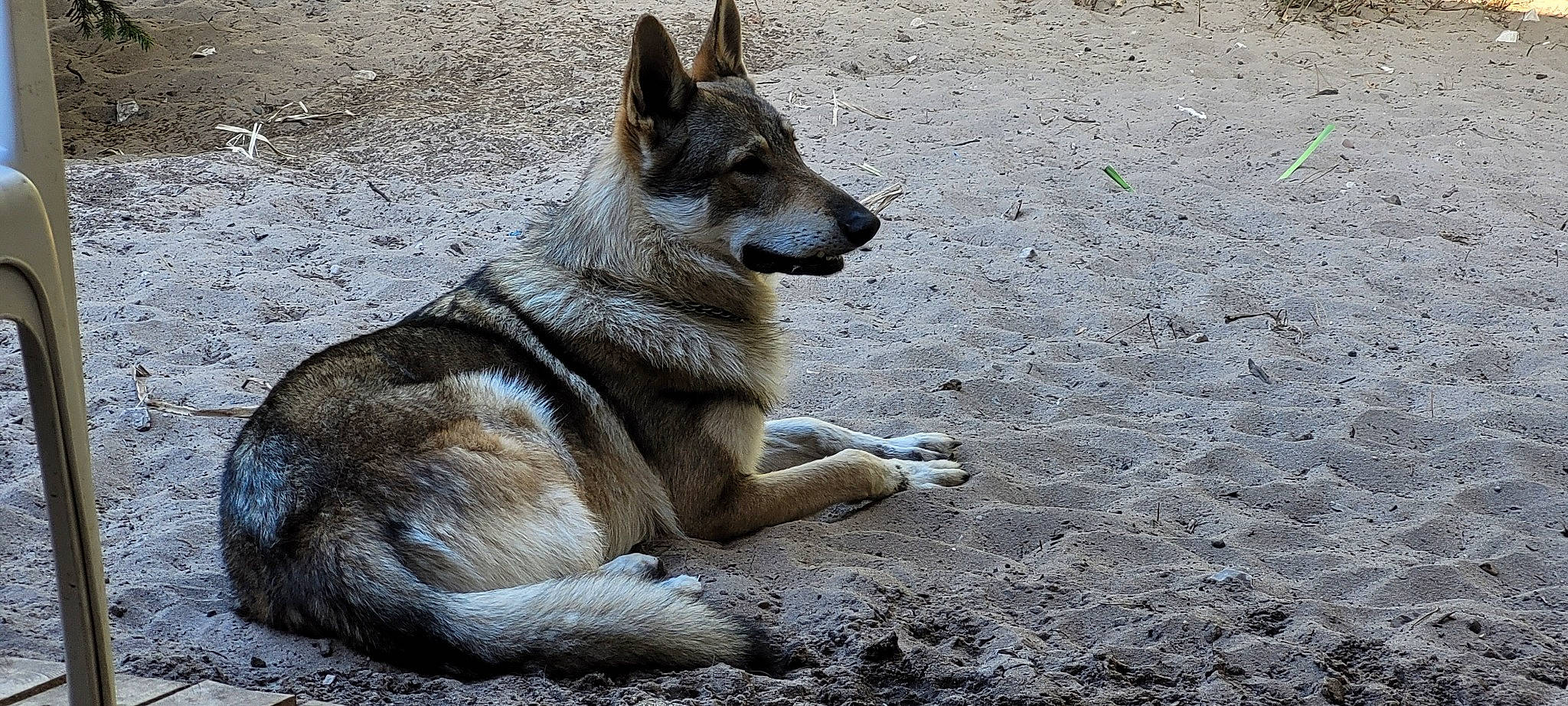 Seïko participe au concours pour gagner de l'argent avec cette photo : ancient_dog_breeds, canidae, canis, canis_lupus_tundrarum, carnivore, dog, dog_breed, east_european_shepherd, fawn, fur, snout, sporting_group, tail, terrestrial_animal, wildlife, wolf, working_animal, working_dog