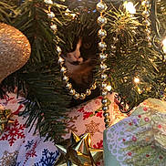 Hazel joined the competition — help win amazing prizes! cat, christmas_tree, decorations, gold_beads, lights, presents, wrapping_paper, holiday, festive, greenery, ornament, shiny, animal, pet, curious, indoor, celebration, colorful, closeup, seasonal