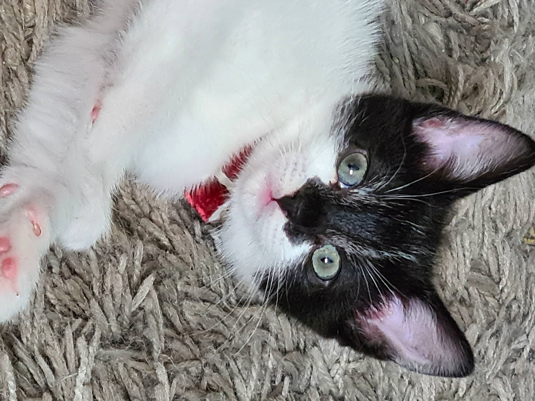 Misty joined the competition — help win amazing prizes! carmine, carnivore, cat, claw, close_up, collar, domestic_short_haired_cat, fang, felidae, fur, grass, mammal, organism, paw, plant, small_to_medium_sized_cats, snout, tail, vertebrate, whiskers